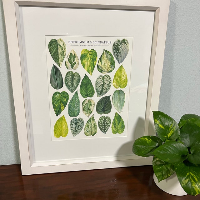 Pothos Varieties Print  Epipremnum & Scindapsus Species ID Guide Featuring  20 Watercolor Foliage Paintings  Unframed Fine Art Print - Etsy Israel