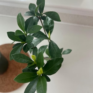 Swapna さんが購入した商品の写真を追加しました