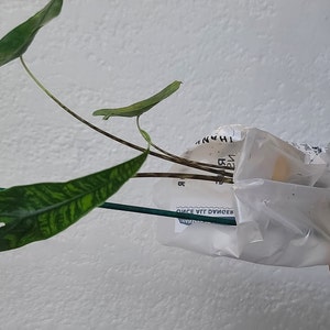 Sophanna added a photo of their purchase