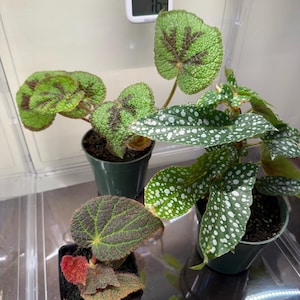 Rina added a photo of their purchase