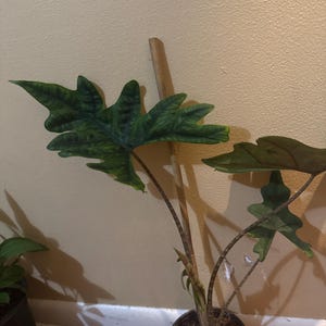 Larissa ha añadido una foto de su compra