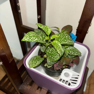 jonchel added a photo of their purchase