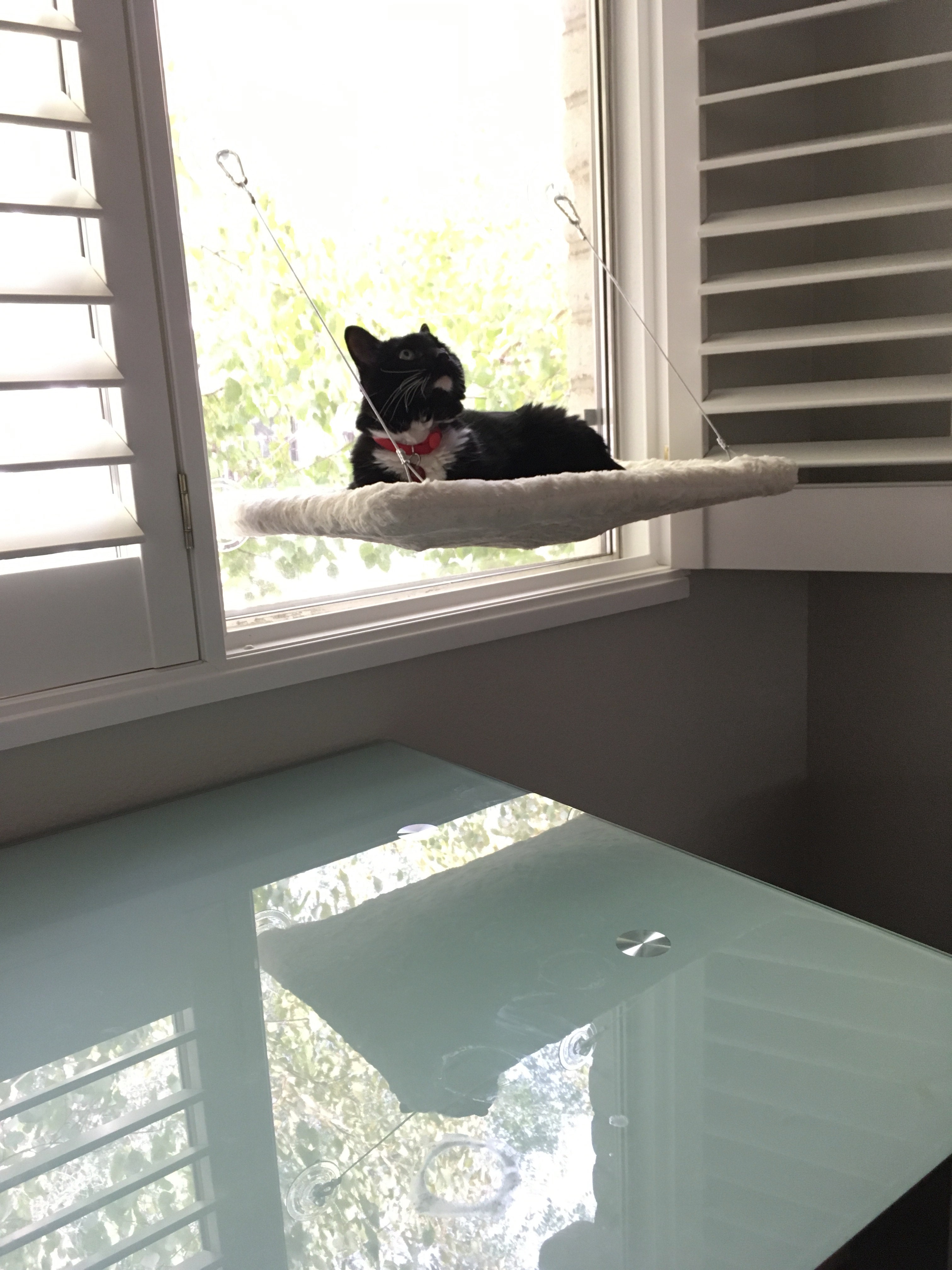 Pin by Jenngv's Curious Cats Window P on Jenngv's Curious Cats Cat