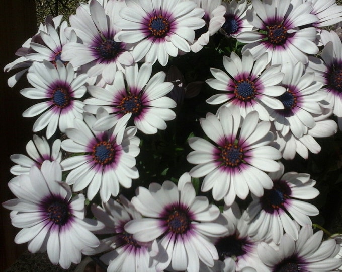 Handmade Long Teardrop Ruby Pendant in Rose Gold, Wire Wrapped Natural