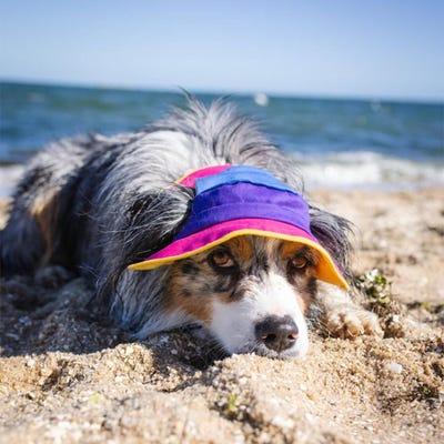 Novedades veraniegas para tu mascota