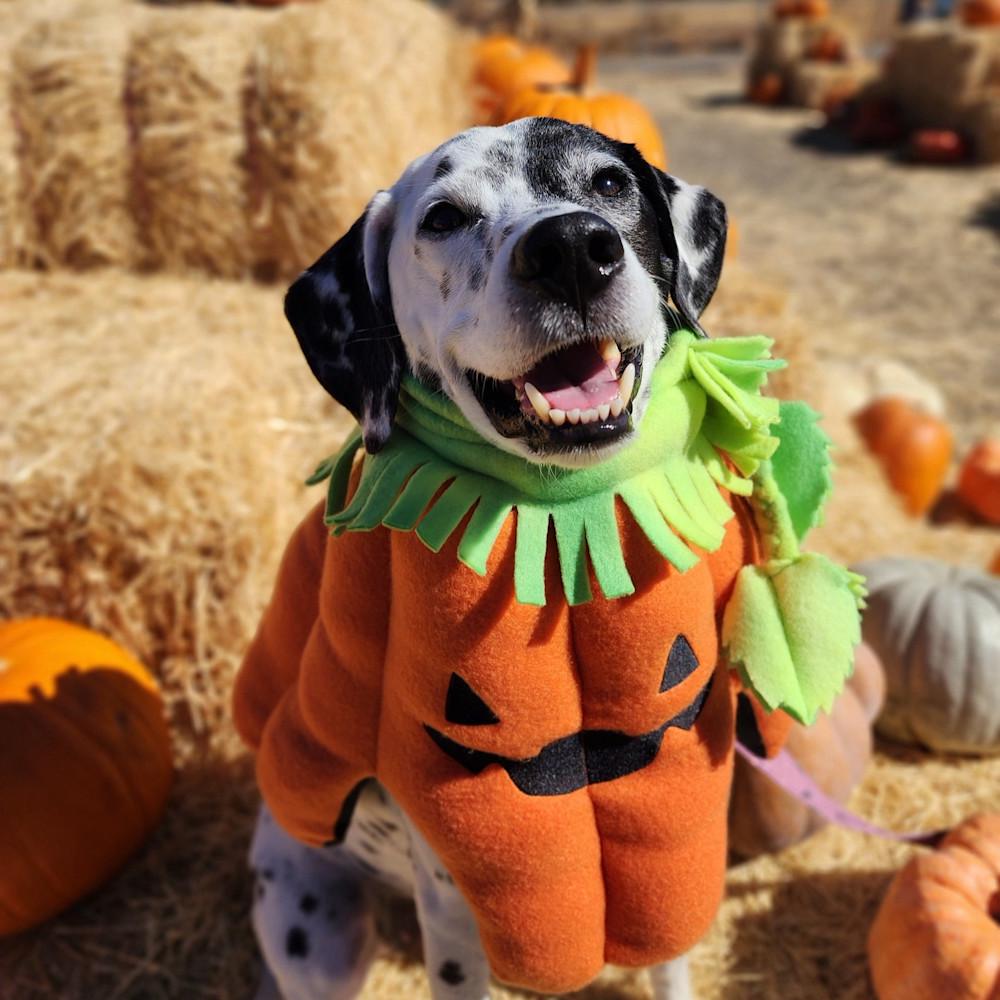 Déguisement de citrouille pour chien