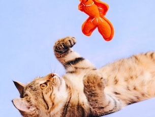 The Cat Lover