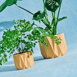 Les <br /> fanas de plantes