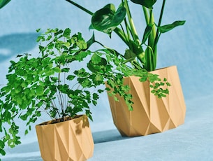 The Plant Parent