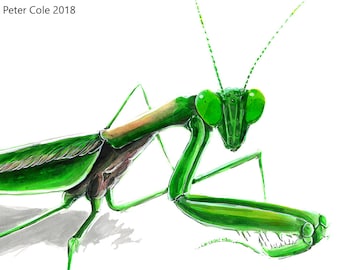 Chinese Mantis (Green) - Insect Print