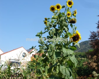 Russian Giant Sunflower, TITAN, up to 5 meter, 20 seeds