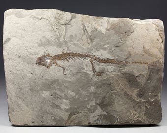 Exceptional rare fossil salamander - Chelotriton paradoxus, Gracanica, Bosnia