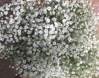 Fresh Baby's Breath Bunch/Gypsophilia/Million Star/Decorations/Wholesale