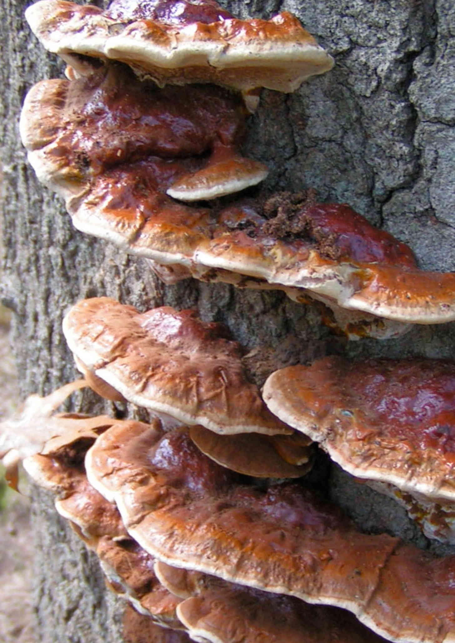 трутовик растет. трутовик чешуйчатый polyporus squamosus. агарикус трутовик лиственничный. ложный трутовик на дубе. трутовик растет.