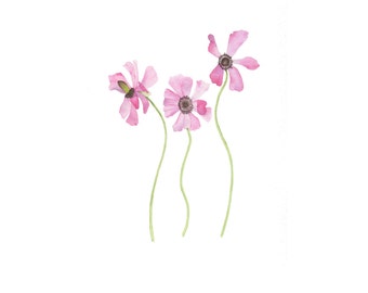 Watercolor Ranunculus Pink Flowers Original Botanical Painting / Minimalist Floral Fine Art 9x12 Poppies Anemones Delicate Detailed Feminine