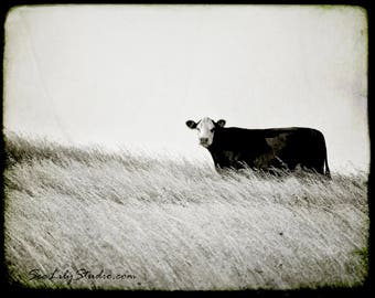 Cow photo 30x40 : black and white photography nature rural farm moo cattle ranch cowboy home decor
