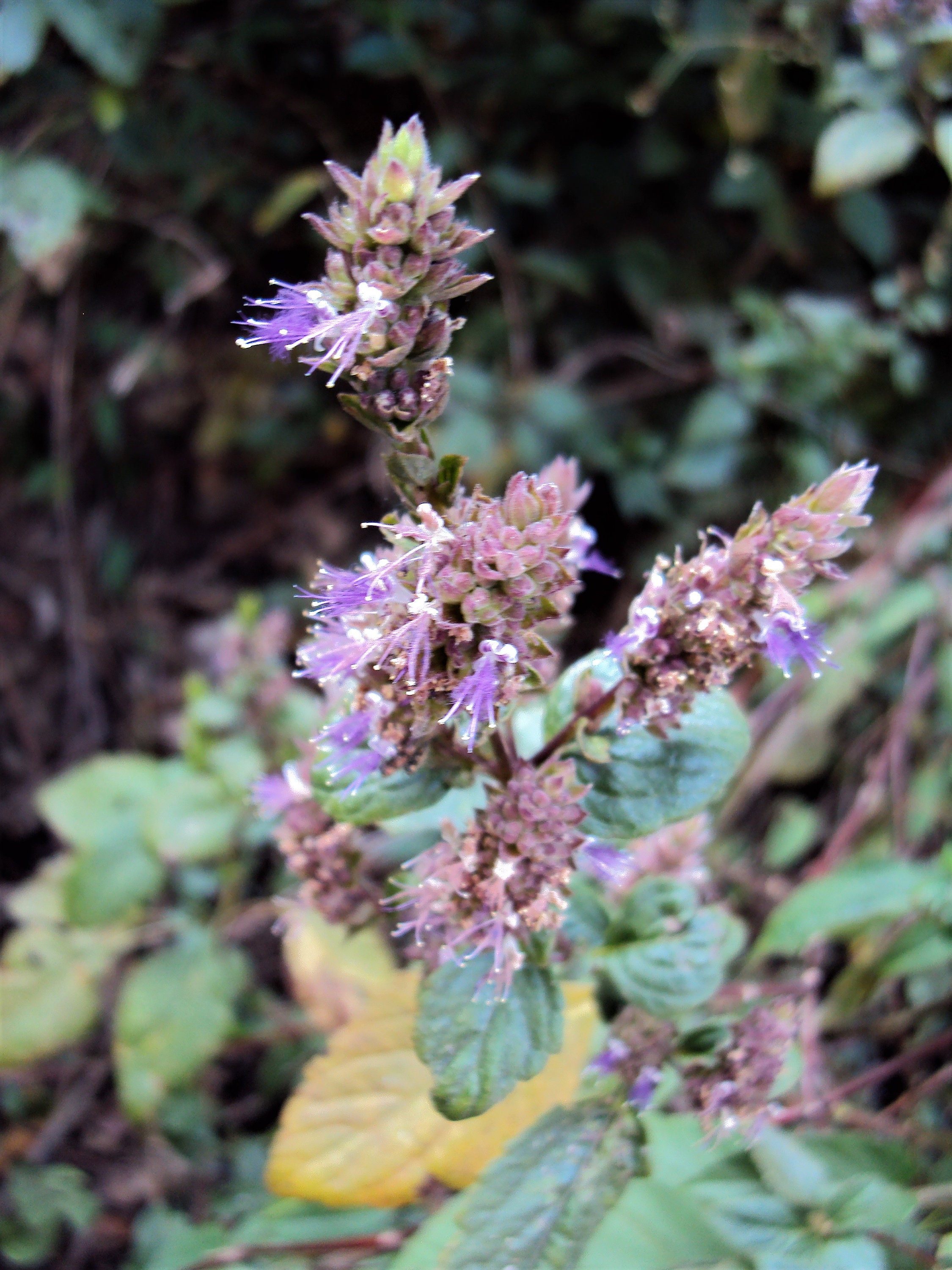 Pogostemon Patchouli