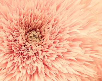 Flower Print, Chrysanthemum Print, Chrysanthemum, Wall Art, Instant Download, Wall Decor, Floral Poster, Botanical Print