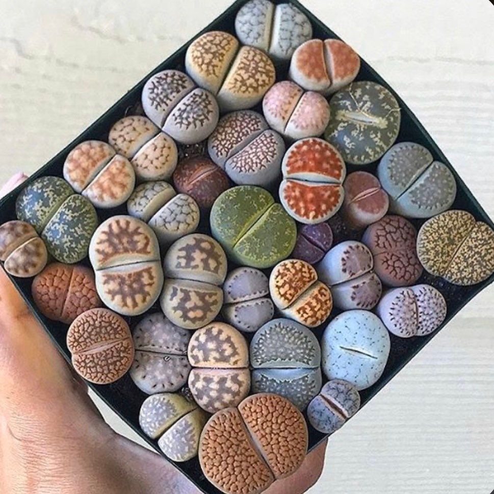 камни в семечках. камни в семечках. камни в семечках. живой камень, литопс (lithops species). камни в семечках.