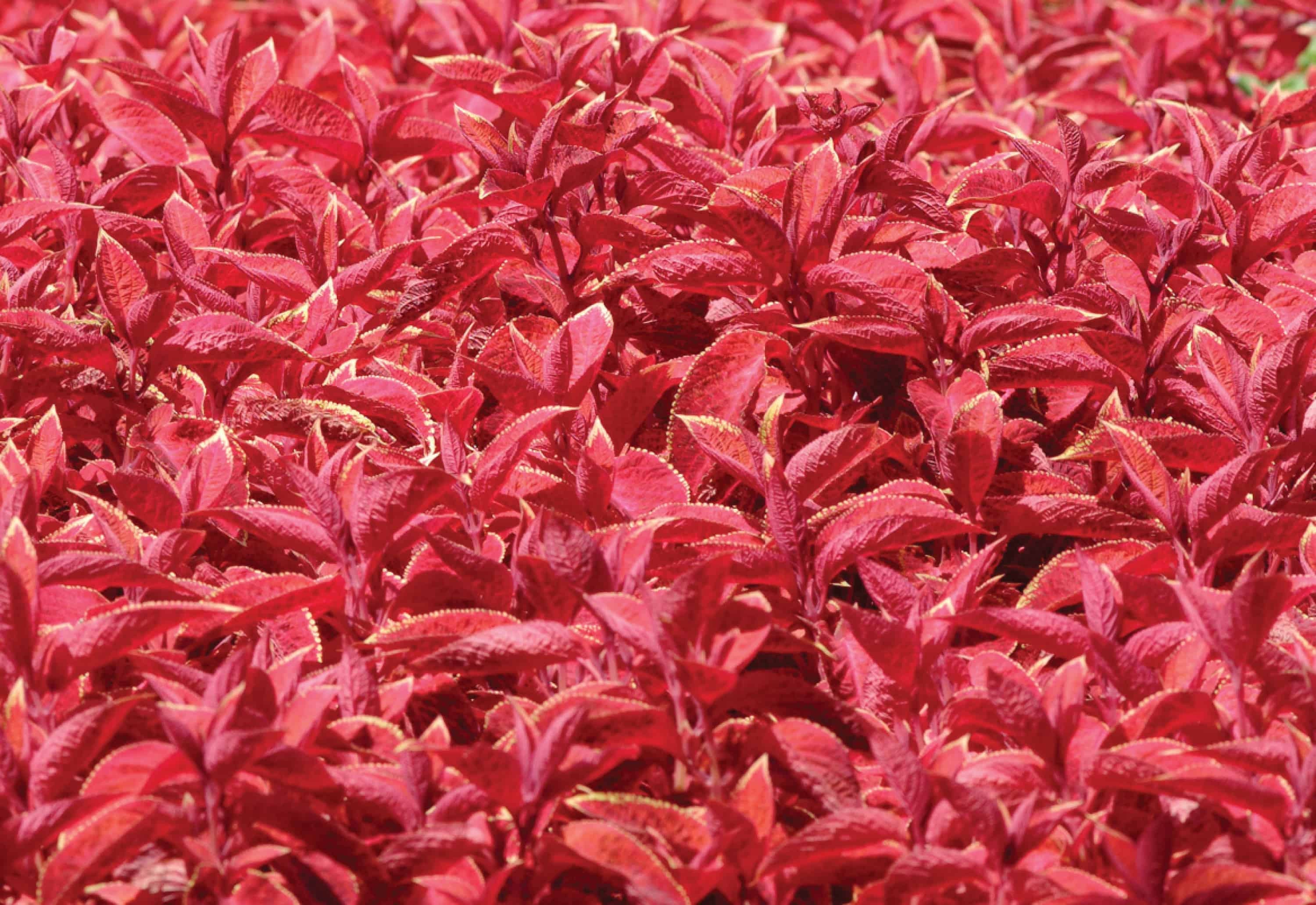 Колеус Синий Купить Семена