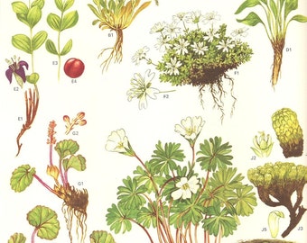 Vintage 1970 Color Art Print Wild Flowers Book PLATE 3 Moss Campion Arctic Spring Beauty Dwarf Cornel White Pink Flowers Green