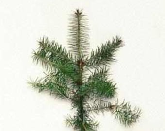 Black Pine Seedlings 10 per order