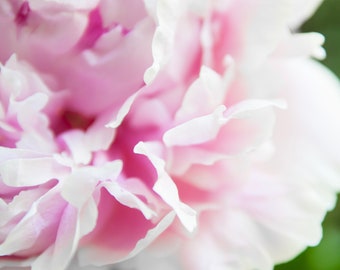 Pink Peony