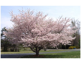 Yoshino Cherry Tree, White Blossoms, White Flowers, Landscaping, Full Sun, Decidious Tree, 3 Plants 2.5" Pot, Beautiful Ornamental Tree