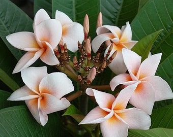 Rung Sirichoke Plumeria, Rooted plant, Frangipani, Orange Plumeria, Tropical plant, Tropical flower