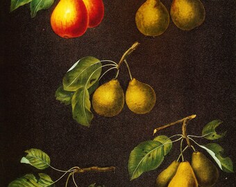FRUIT Print PEAR Color Art 2002 Book Plate 165 Beautiful Pears Green Leaves Tree Branches Detailed and Amazing