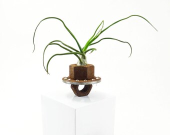 Found object Tillandsia air plant holder