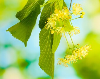 Linden Blossom Pure Absolute 5ml (French)
