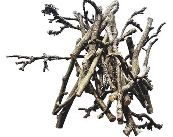Apfelzweige - Apfel-Knabberzweige - Nageräste vom Apfelbaum - vers. Größen