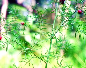 100 Seeds Asparagus racemosus ,Satavar, Shatamull Seeds