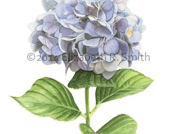 Hydrangea Watercolor 8" x 10" Print