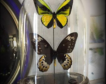 Vintage glass globe (rare) Butterfly couple