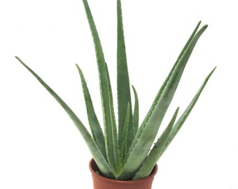 Aloe vera Plant (8-10” Mother Plant ) bare root. No pot and no soil.
