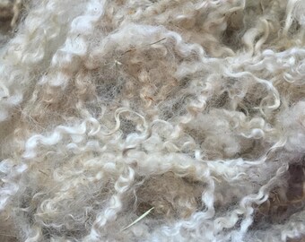 Raw white Teeswater lamb fleece