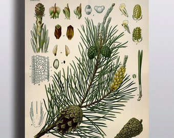 Antique 1800s Pine Tree Print Botanical Print Science Chart Botanical Art Illustration Art Print Wall Decor Poster Plants Trees Nature