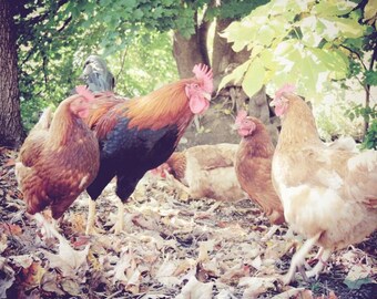 Chicken Photograph - Rooster - Hens - Chicken Farm - Nursery Wall Art - Chicken Art - Nature - Autumn - Agriculture - Animal Photograph