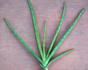 ALOE VERA Plant - Medicinal Burn Aid - Starter Size 8-10"