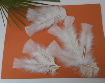 20 ivory feathers about 12 cm
