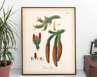 Spruce print, Vintage conifer tree print, Printable botanical art, Botanical chart, Conifer print, Winter wall art, Large printable art