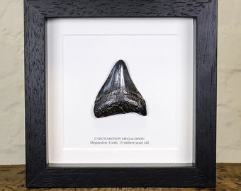 Black Megalodon Shark Tooth (Carcharodon megalodon) Fossil in Box Frame