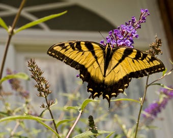 Tiger Swallowtail Butterfly Photo Print