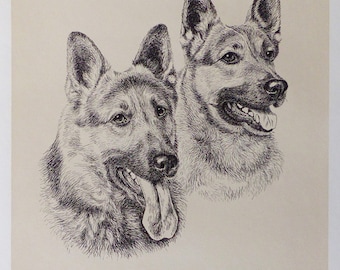 German Shepherd Dogs - Dog vintage print 1970 - 11.2 x 13 inches - A11