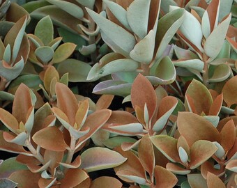 Kalanchoe Orgyalis – Succulent plant - Copper Spoons Live Plant