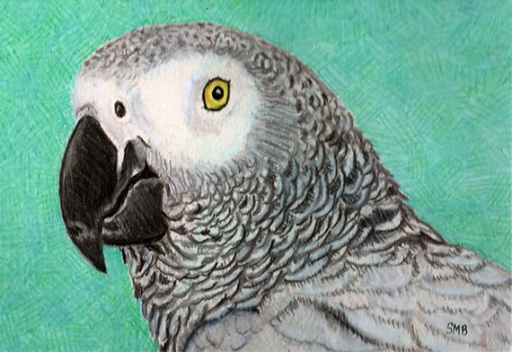 African Grey Portrait Print from an Original Color Pencil Drawing by Sally Blanchard