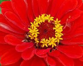 Supreme Variety - Rowdy Red