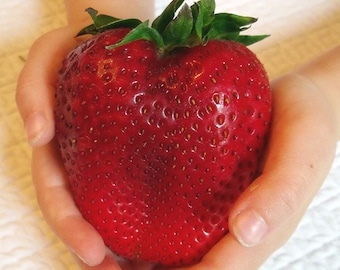500pcs Rare Color Big Strawberry Seed Cherry Berry Fruit And Vegetable Seeds For Home Garden Planting Fragaria Ananassa Duch